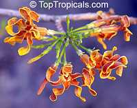 Strophanthus bovinii, Strophanthus boivinii, Wood shaving flower