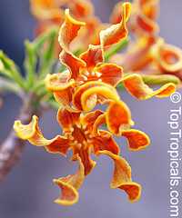 Strophanthus bovinii, Strophanthus boivinii, Wood shaving flower