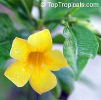 Allamanda cathartica, Allamanda nerifolia, Golden Trumpet Shrub Allamanda cathartica, Allamanda nerifolia, Golden Trumpet Shrub