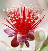 Feijoa sellowiana, Acca sellowiana, Feijoa, Pineapple Guava, Guavasteen