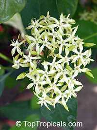 Ixora hybrid Sea Green, Ixora Sea Green