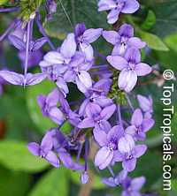 Pseuderanthemum graciflorum, Pseuderanthemum graciliflorum, Pseuderanthemum andersonii, Blue Twilight, Blue Crossandra, Florida Twilight Pseuderanthemum graciflorum, Pseuderanthemum graciliflorum, Pseuderanthemum andersonii, Blue Twilight, Blue Crossandra, Florida Twilight