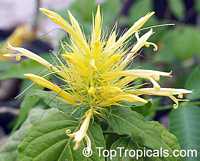 Schaueria flavicoma, Golden Plume Schaueria flavicoma, Golden Plume