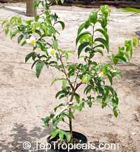Oncoba spinosa, Snuff-box Tree, Fried Egg Tree