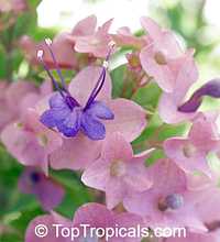 Holmskioldia taitensis, Holmskoldia tettensis, Karomia speciosa , Tahitian Hat