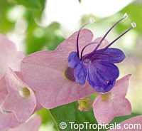 Holmskioldia taitensis, Holmskoldia tettensis, Karomia speciosa , Tahitian Hat