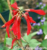 Erythrina bidwillii, Indian Coral Tree, Bidwell