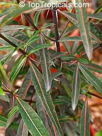 Barleria lupulina, Hophead Philippine Violet