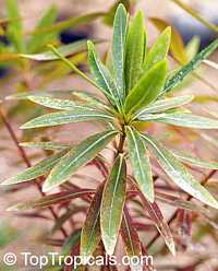 Xanthostemon verticillatus