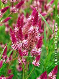 Celosia spicata , Amaranth Celosia Celosia spicata , Amaranth Celosia