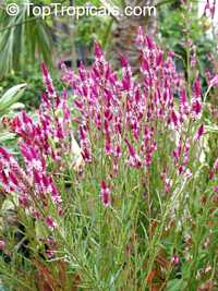 Celosia spicata , Amaranth Celosia Celosia spicata , Amaranth Celosia