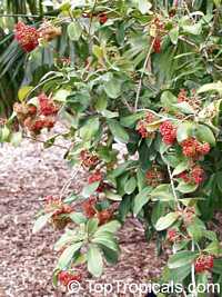 Wallenia laurifolia Wallenia laurifolia