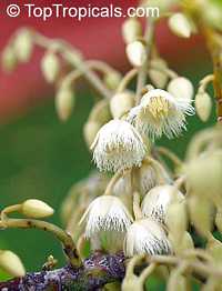 Elaeocarpus ganitrus, Elaeocarpus granitrus, Elaeocarpus sphaericus, Rudraksh, Rudraksa, Rudraksha, Blue Olive Berry