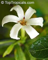 Gardenia brighamii, Native Hawaiian Gardenia Nau Gardenia brighamii, Native Hawaiian Gardenia Nau