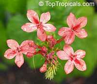 Ruspolia hypocrateriformis, Ruddy Rose, Pricklybush