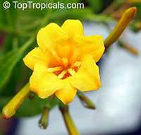 Hamelia cuprea
