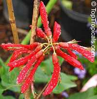 Erythrina bidwillii, Indian Coral Tree, Bidwell