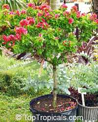Bougainvillea arborea Dwarf, Dwarf Bonsai Bougainvillea