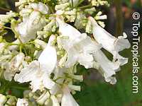Jacaranda mimosifolia, Jacaranda acutefolia, Jacaranda