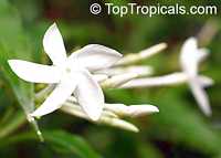 Alstonia venenata, Sinnappalai, Devil Tree