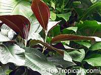 Miconia calvescens, Miconia, Velvet Tree
