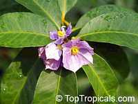 Solanum conocarpum , Marron Bacoba