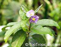 Solanum conocarpum , Marron Bacoba
