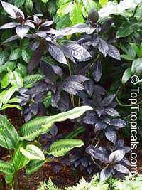 Eranthemum nigrum, Black Magic, Sky Flower, Ebony Eranthemum nigrum, Black Magic, Sky Flower, Ebony