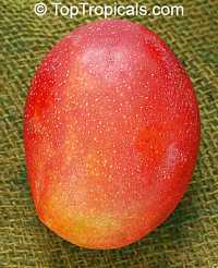 Southern Blush Mango