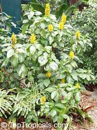 Justicia aurea, Jacobina aurea, Jacobinia aurea, Yellow Jacobinia, Golden Plume