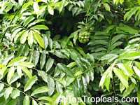 Artabotrys hexapetalus, Artabotrys odoratissimus, Artabotrys uncinatus, Ylang Ylang Vine, Bhandari Vine, Climbing Lang-Lang, Tail Grape, Ilang-Ilang