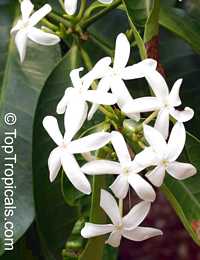 Kopsia arborea, Pin-mala Kopsia arborea, Pin-mala