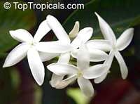 Kopsia arborea, Pin-mala Kopsia arborea, Pin-mala