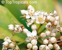 Ardisia sieboldii, Ardisia formosana, Bladhia sieboldii, Ardisia, Duo Zhi Zi Jin Niu