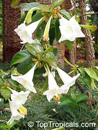 Portlandia grandiflora, Bell Flower, Glorious Flower of Cuba, White Horse Flower, Tree Lily
