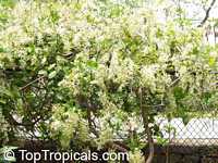 Petrea volubilis, Petrea kohautiana, Queen Petrea volubilis, Petrea kohautiana, Queen