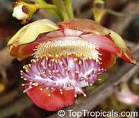 Couroupita guianensis, Cannonball Tree Couroupita guianensis, Cannonball Tree
