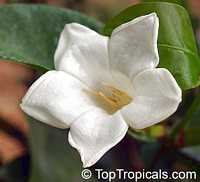 Portlandia grandiflora, Bell Flower, Glorious Flower of Cuba, White Horse Flower, Tree Lily
