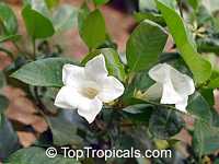 Portlandia grandiflora, Bell Flower, Glorious Flower of Cuba, White Horse Flower, Tree Lily
