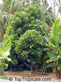 Filicium decipiens , Japanese Fern Tree 