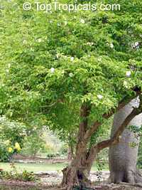 Oncoba spinosa, Snuff-box Tree, Fried Egg Tree