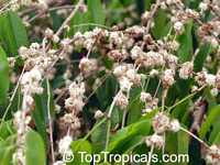 Myrciaria vexator, False Jaboticaba, Vexator, Blue Grape