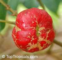 Phaleria macrocarpa, Mahkota Dewa