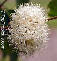 Phaleria perottetiana, Phaleria