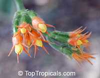 Gurania sp., Jungle Cucumber
