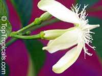 Wrightia tomentosa, Queen Wrightia