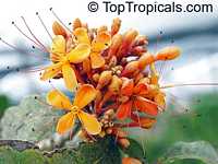 Saraca indica, Saraca asoca, Jonesia asoca, Ashoka Tree, Jonesia Asoka, Gandhapushpa, Sorrowless Tree