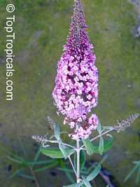 Buddleja davidii, Butterfly Bush