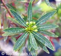 Xanthostemon verticillatus