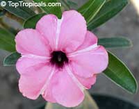 Adenium boehmianum, Desert Rose